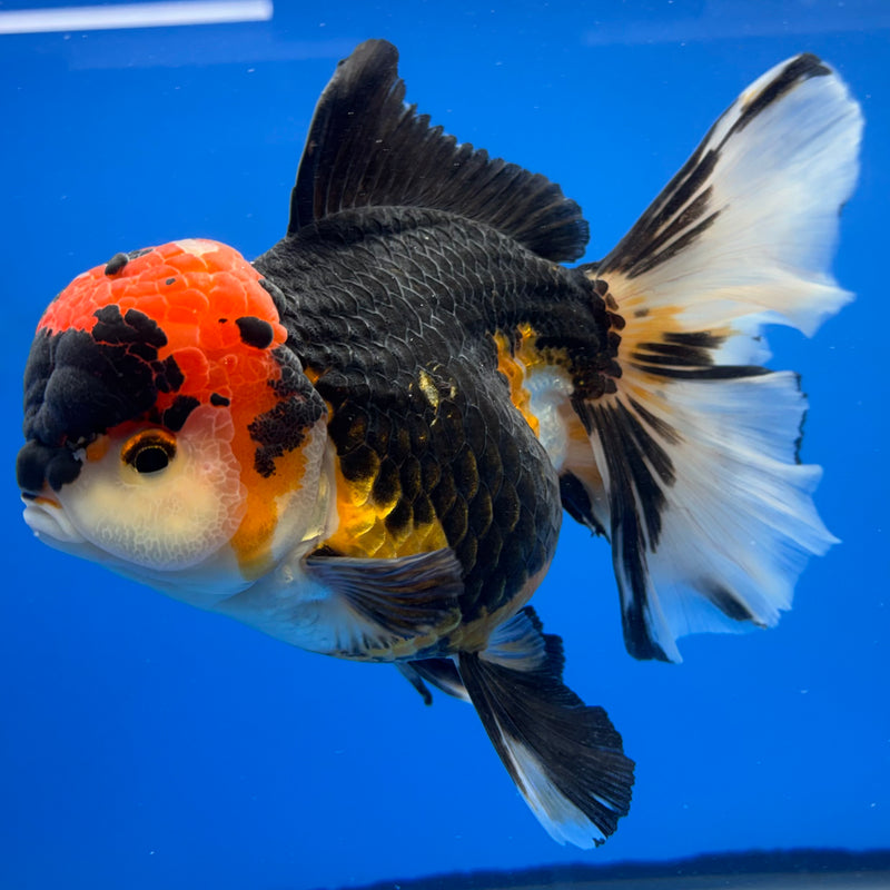 Thai Oranda NOK AA Medium Breed Peacock Tail Apache 4” Body Female(CK-802)R1A08