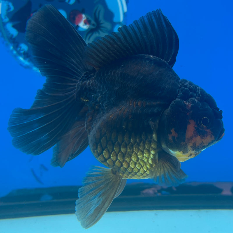 Thai Oranda Black Body Red Cap 3” Body Female(CK-1417)R3A11