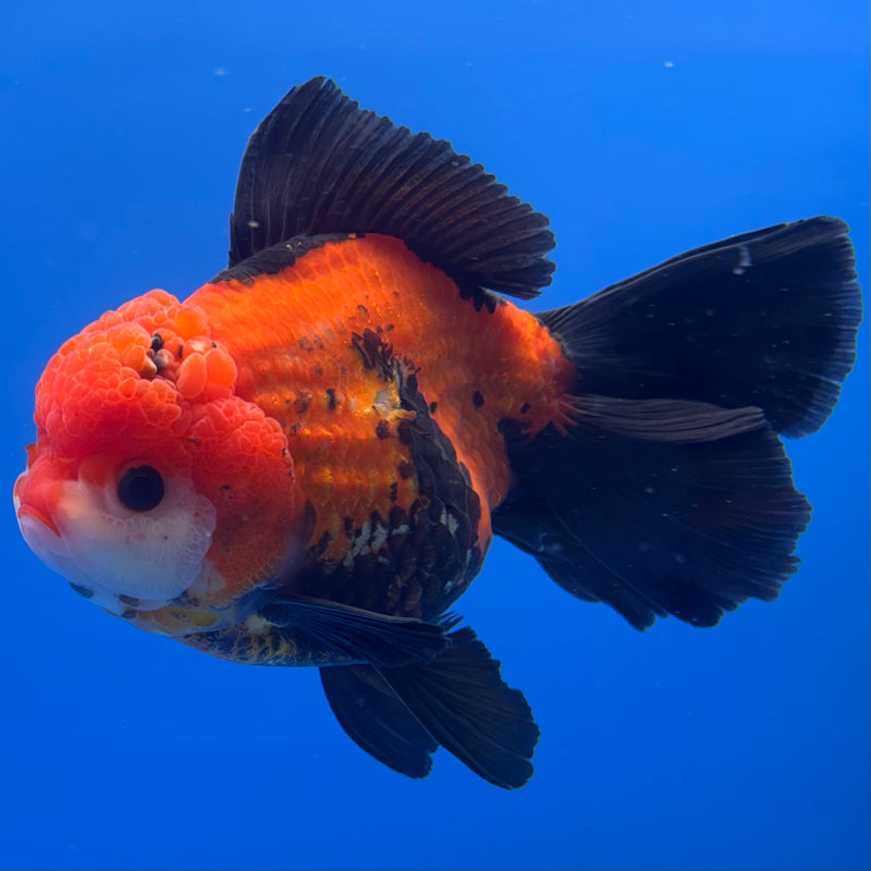Thai Oranda JUMBO Apache 4.5” Body Female(QGF-CK-1319)BLUETUB1