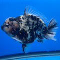 Thai Oranda Tri-Color Tiger 4" Male(NKT-CK-1574)BLUETUB-B