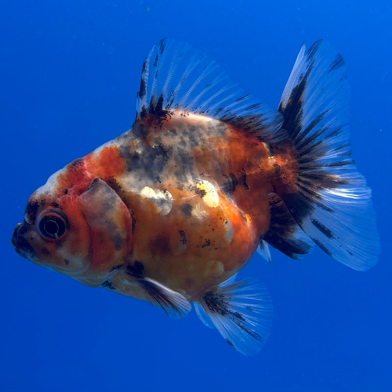Thai Oranda SHOGUN 2” Body Male(CK-1007)R3B16