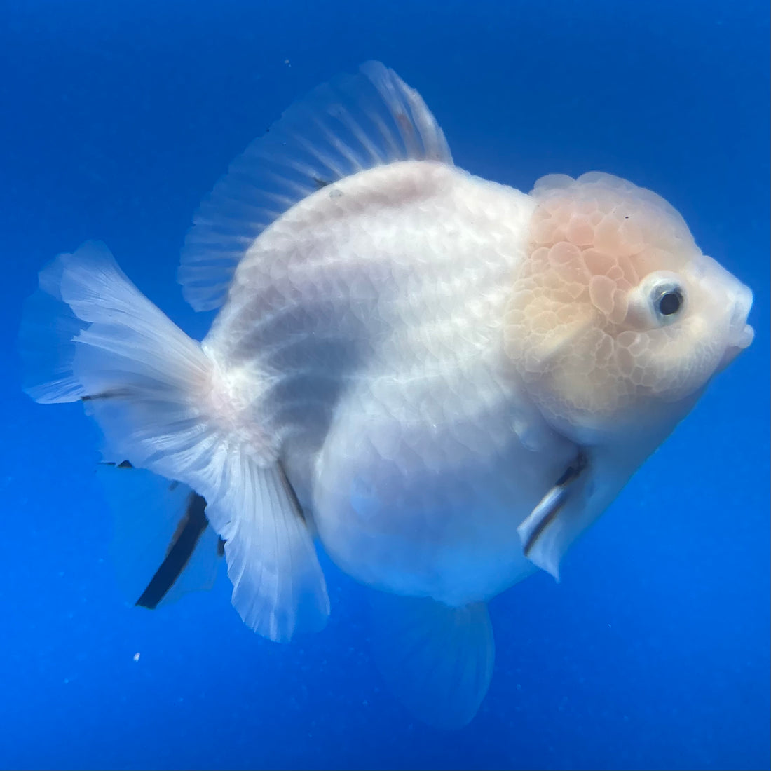 Thai Oranda White Tiger Sakura  4" Female (NKT-CK-1564)BLUETUB-B
