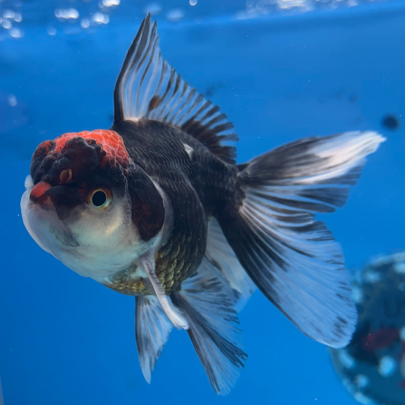 Thai Oranda Tri-Color 3” Body Male(CK-974)R3B10