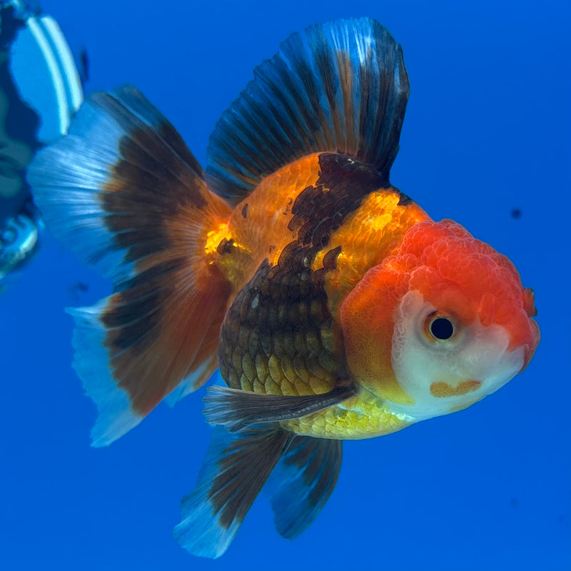 Thai Oranda Apache 2.5” Body Male(CK-853)R3B17
