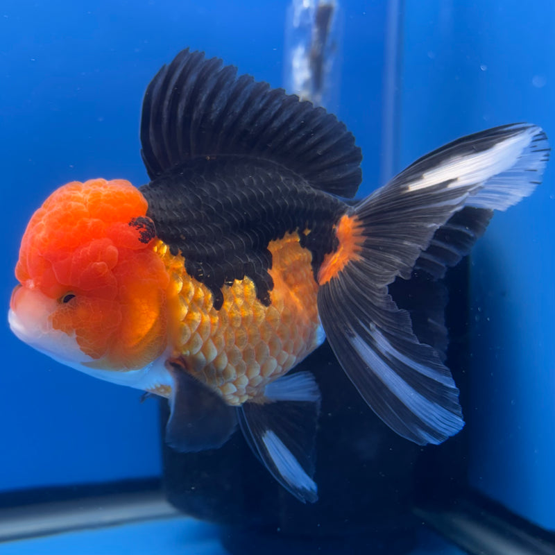 Thai Oranda Panda 3.5” Body Male(CK-1374)R1B11