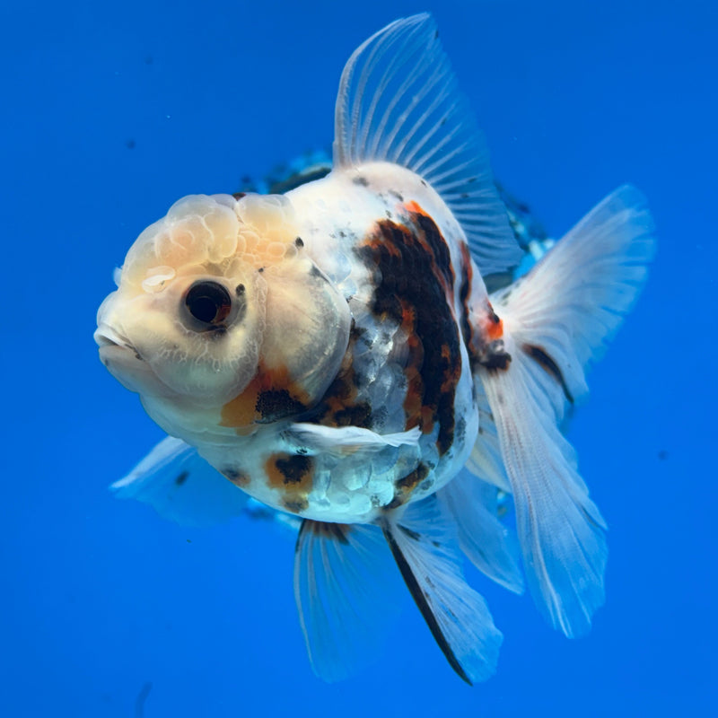 Thai Oranda Tri-Color Tiger Calico 3” Body Female(CK-619)R1B02
