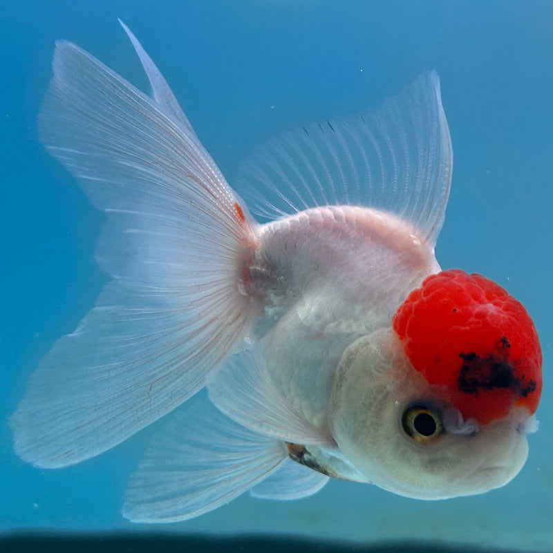 Thai Red-Cap Oranda 2“ Body Male (JCD-124) R4B03