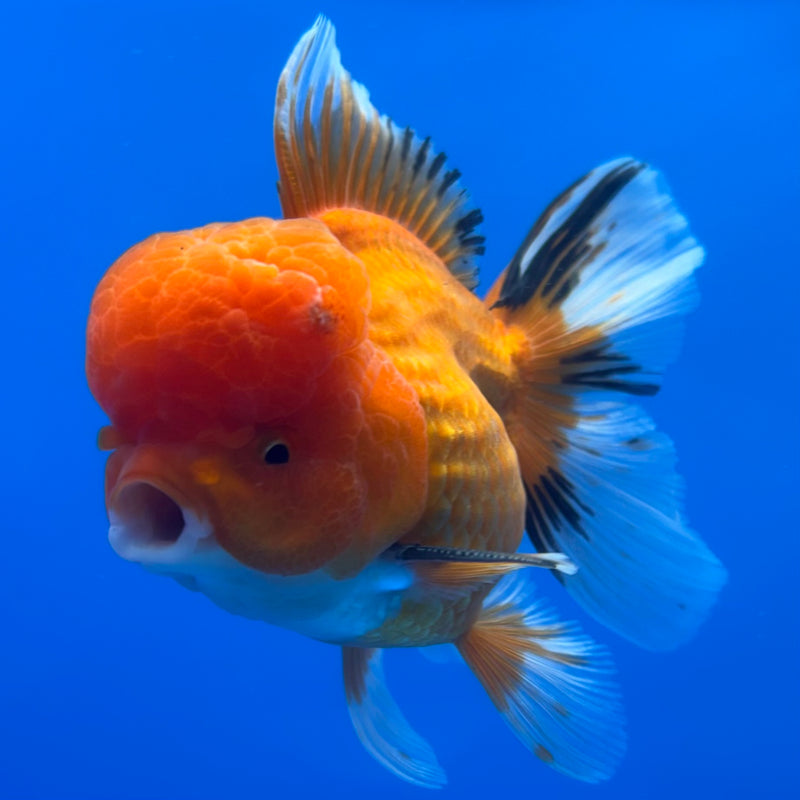 Thai Oranda Tri-Color 3” Body Male(CK-1379)R1B11