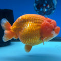 Thai Ranchu JUMBO Full Red 4.5” Body Female(CK-1315)SHOWTANKB