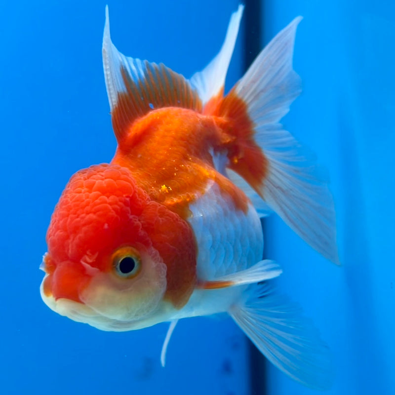 Thai Oranda Red/White 2.5” Body Female(CK-1118)R3A16