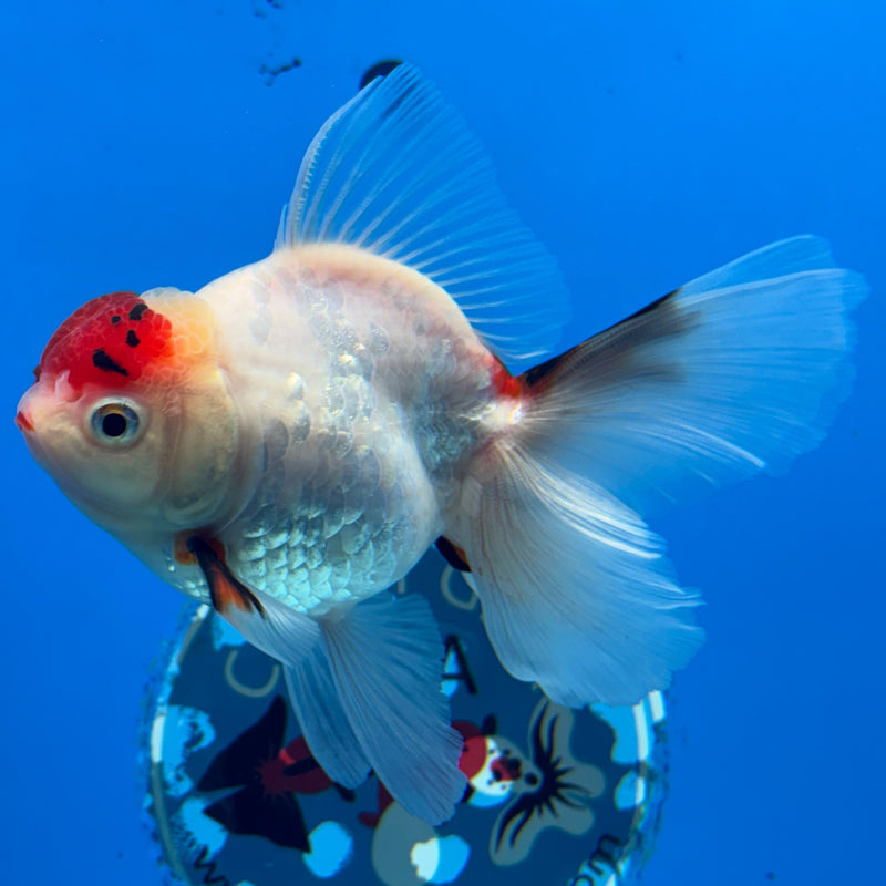 Thai Oranda Tri-Color Calico 3” Body Male(CK-621)R1B02