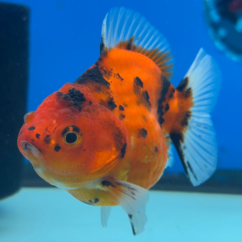 Thai Oranda Calico Tiger Yuanbao by SHOGUN 3” Body Female(CK-1171)R3A06