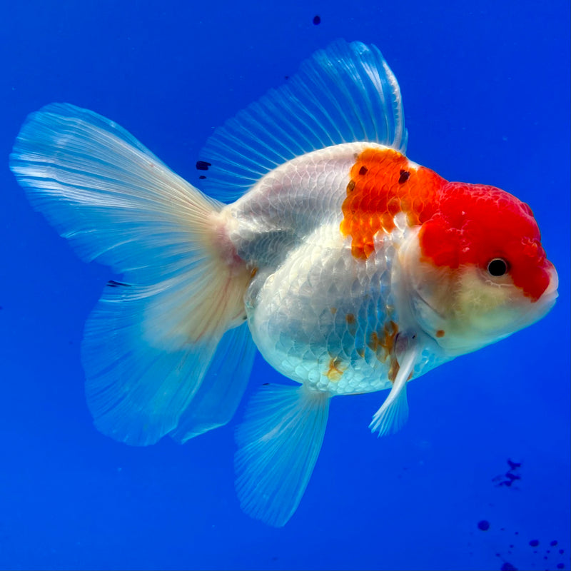 Thai Oranda Tri-Color 3.5” Body Female(QGF-CK-1092)SHOWTANK