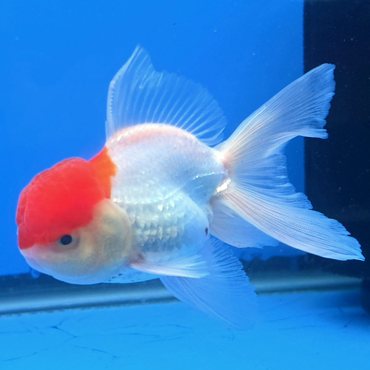 Thai Oranda Red Cap White 3"inch Body Female(FEB-911)R3A09