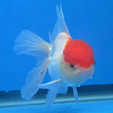 Thai Oranda Red Cap White 3"inch Body Female(FEB-911)R3A09