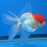 Thai Oranda Red Cap White 3"inch Body Female(FEB-911)R3A09