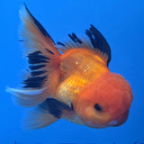 Thai Oranda Apache 3"inch Body Female(FEB-912)R3A09