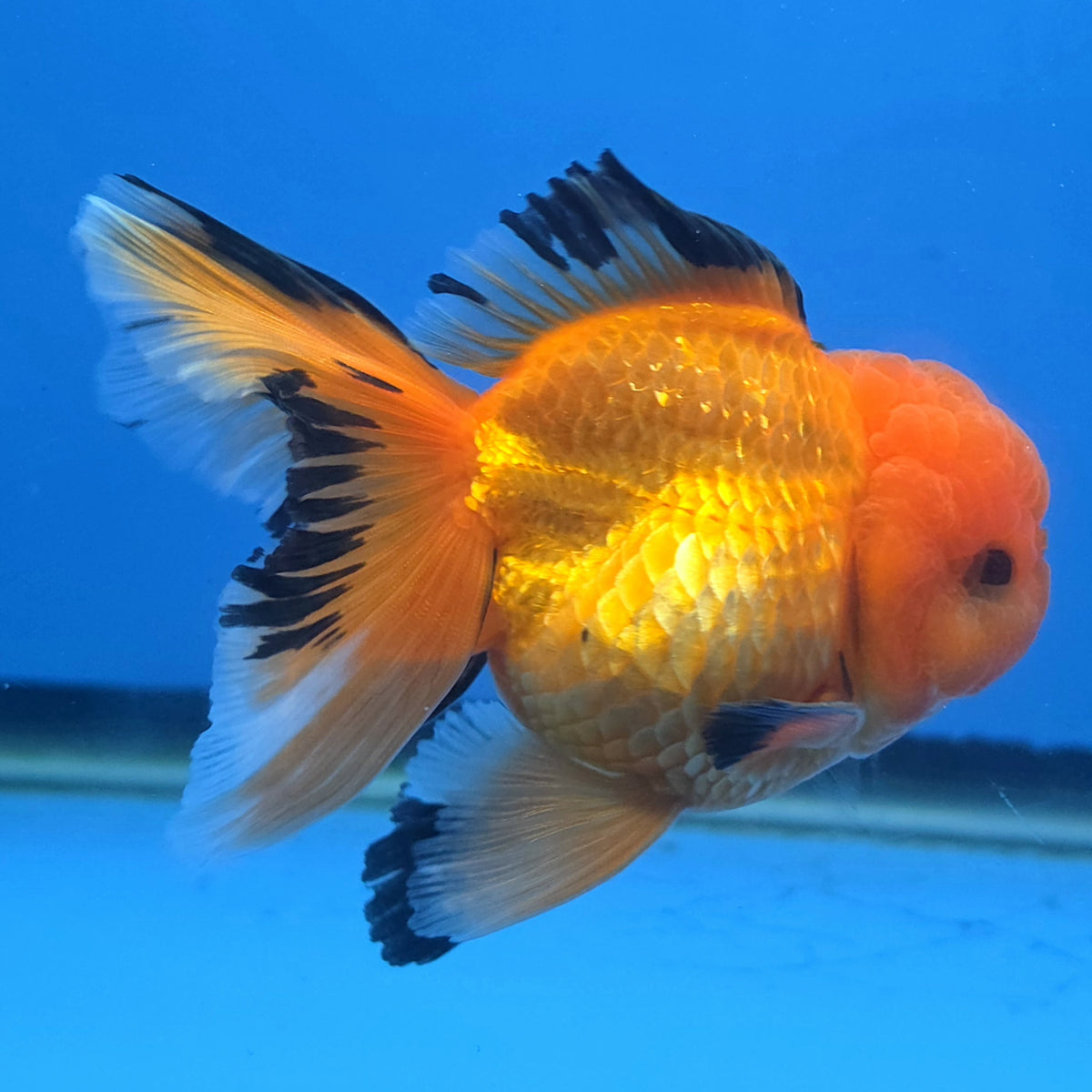 Thai Oranda Apache 3"inch Body Female(FEB-912)R3A09