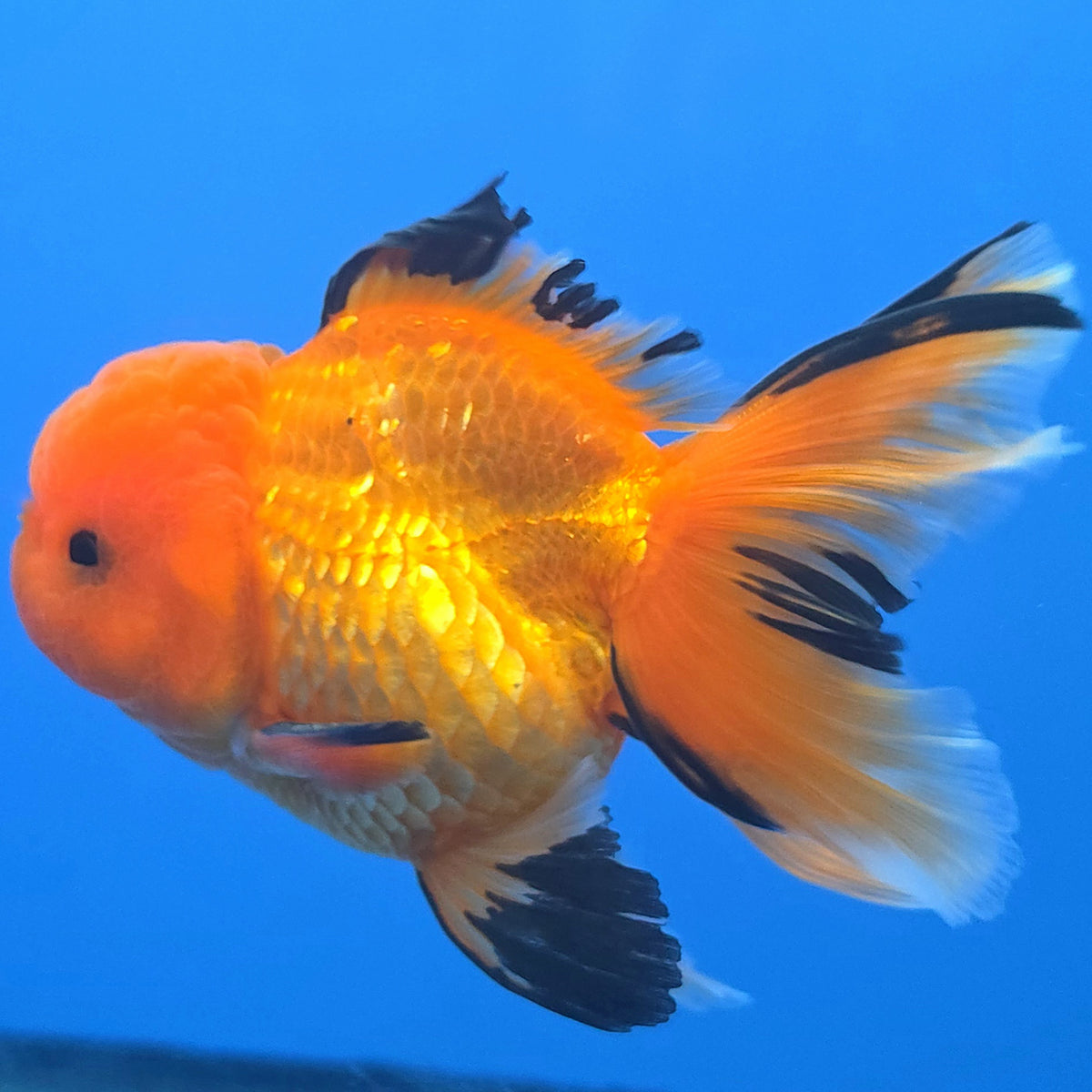 Thai Oranda Apache 3"inch Body Female(FEB-912)R3A09