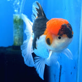 Thai Oranda Red Cap Panda 3"inch Body Female(FEB-913)R3A09
