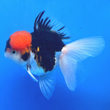 Thai Oranda Red Cap Panda 3"inch Body Female(FEB-913)R3A09