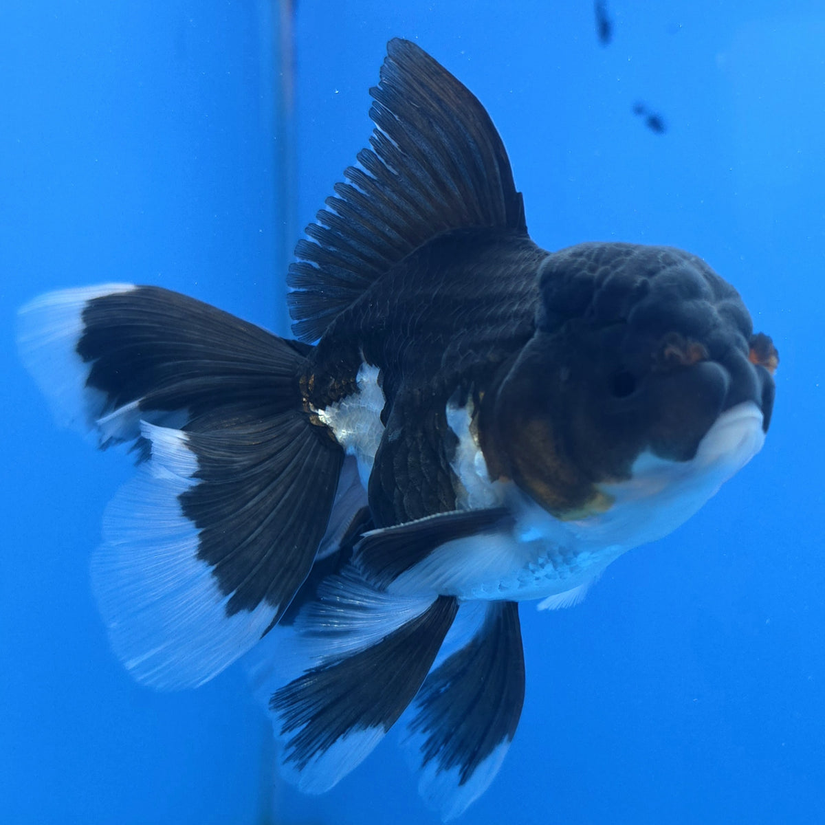 Thai Oranda Panda 3"inch Body Male(FEB-914)R3A09