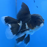 Thai Oranda Panda 3"inch Body Male(FEB-914)R3A09