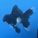 Thai Oranda Panda 3"inch Body Male(FEB-914)R3A09
