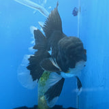 Thai Oranda Panda 3"inch Body Male(FEB-914)R3A09