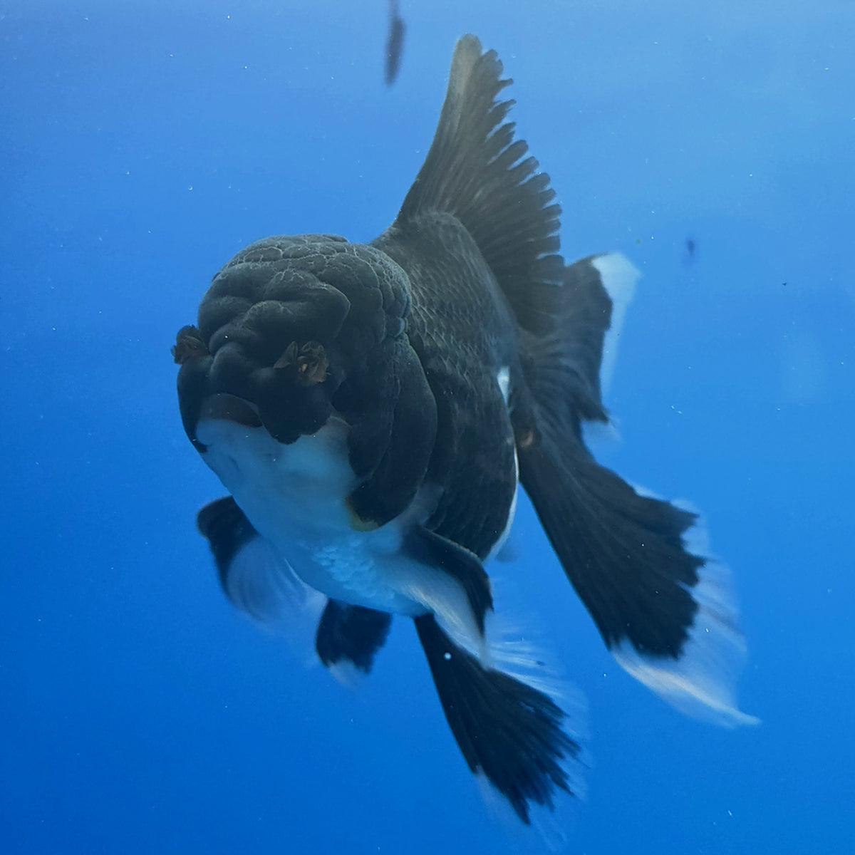 Thai Oranda Panda 3"inch Body Male(FEB-914)R3A09