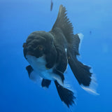 Thai Oranda Panda 3"inch Body Male(FEB-914)R3A09