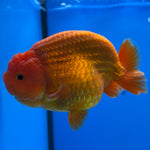 Thai Ranchu JUMBO Red/White 4” Body Male(CK-1554)BLUETUB-A