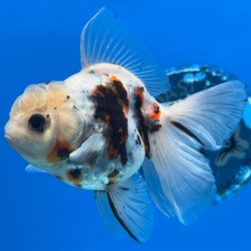 Thai Oranda Tri-Color Tiger Calico 3” Body Female(CK-619)R1B02