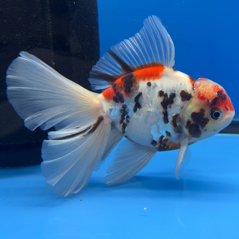 Thai Oranda Tri-Color Tiger Calico 3” Body Male(CK-616)R1B02