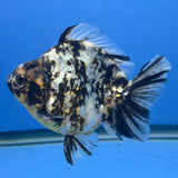 Thai Oranda Granite Tiger Godzilla 3.5 inch Body Female (FEB-928)BLUETUBC
