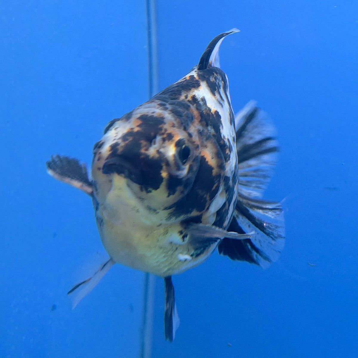 Thai Oranda Granite Tiger Godzilla 3.5 inch Body Female (FEB-928)BLUETUBC