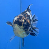 Thai Oranda Granite Tiger Godzilla 3.5 inch Body Female (FEB-928)BLUETUBC