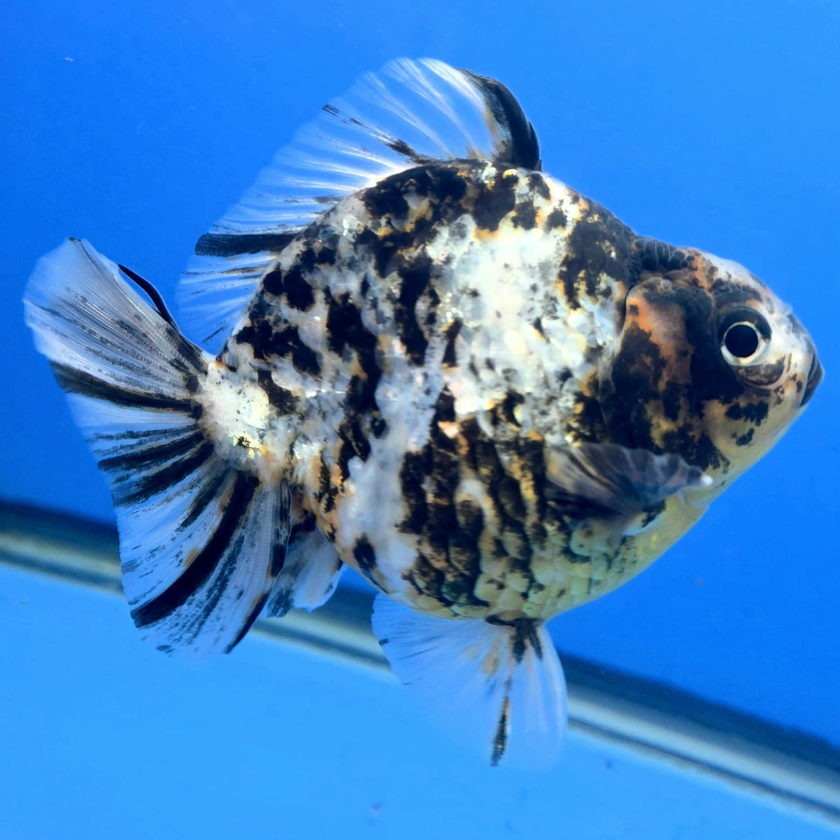Thai Oranda Granite Tiger Godzilla 3.5 inch Body Female (FEB-928)BLUETUBC