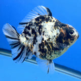 Thai Oranda Granite Tiger Godzilla 3.5 inch Body Female (FEB-928)BLUETUBC