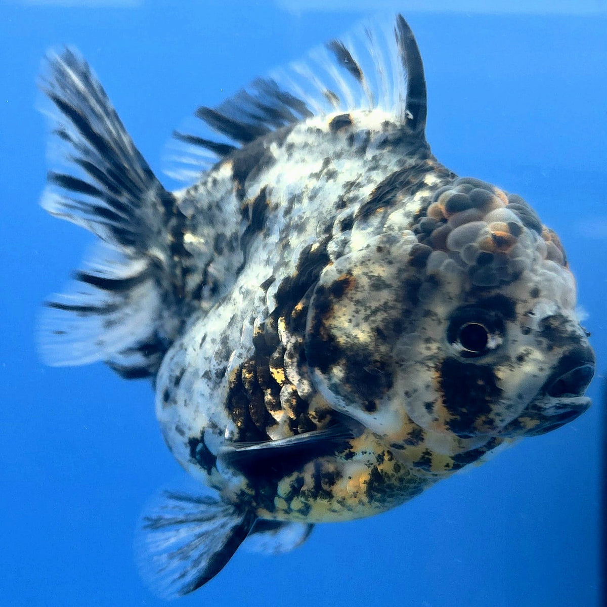Thai Oranda Granite Tiger Godzilla 3.5 inch Body Male (FEB-929)BLUETUBC