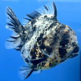 Thai Oranda Granite Tiger Godzilla 3.5 inch Body Male (FEB-929)BLUETUBC