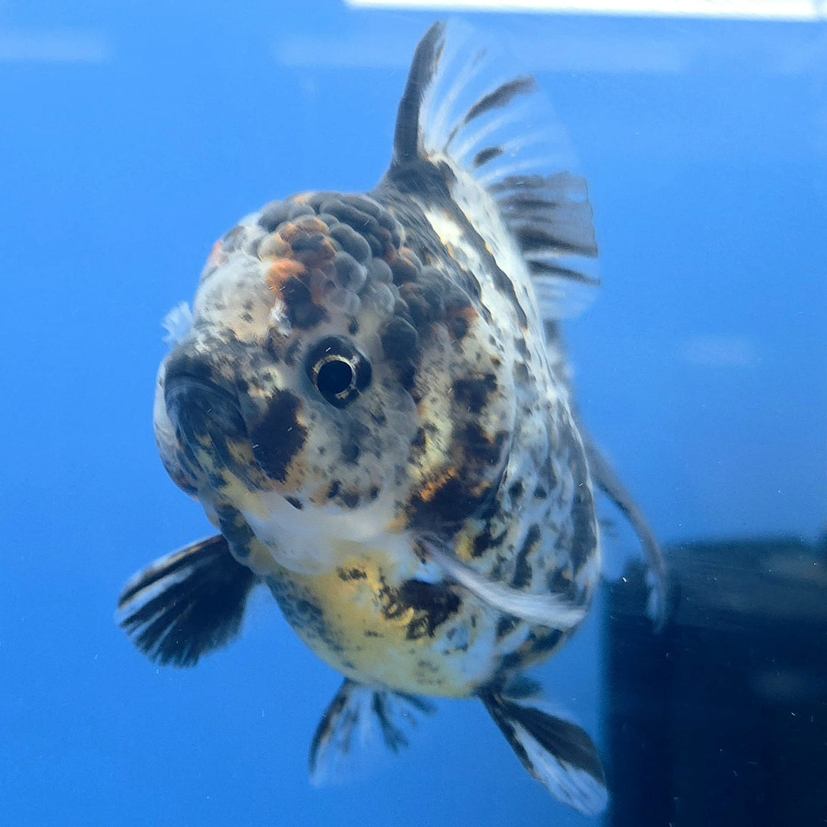 Thai Oranda Granite Tiger Godzilla 3.5 inch Body Male (FEB-929)BLUETUBC