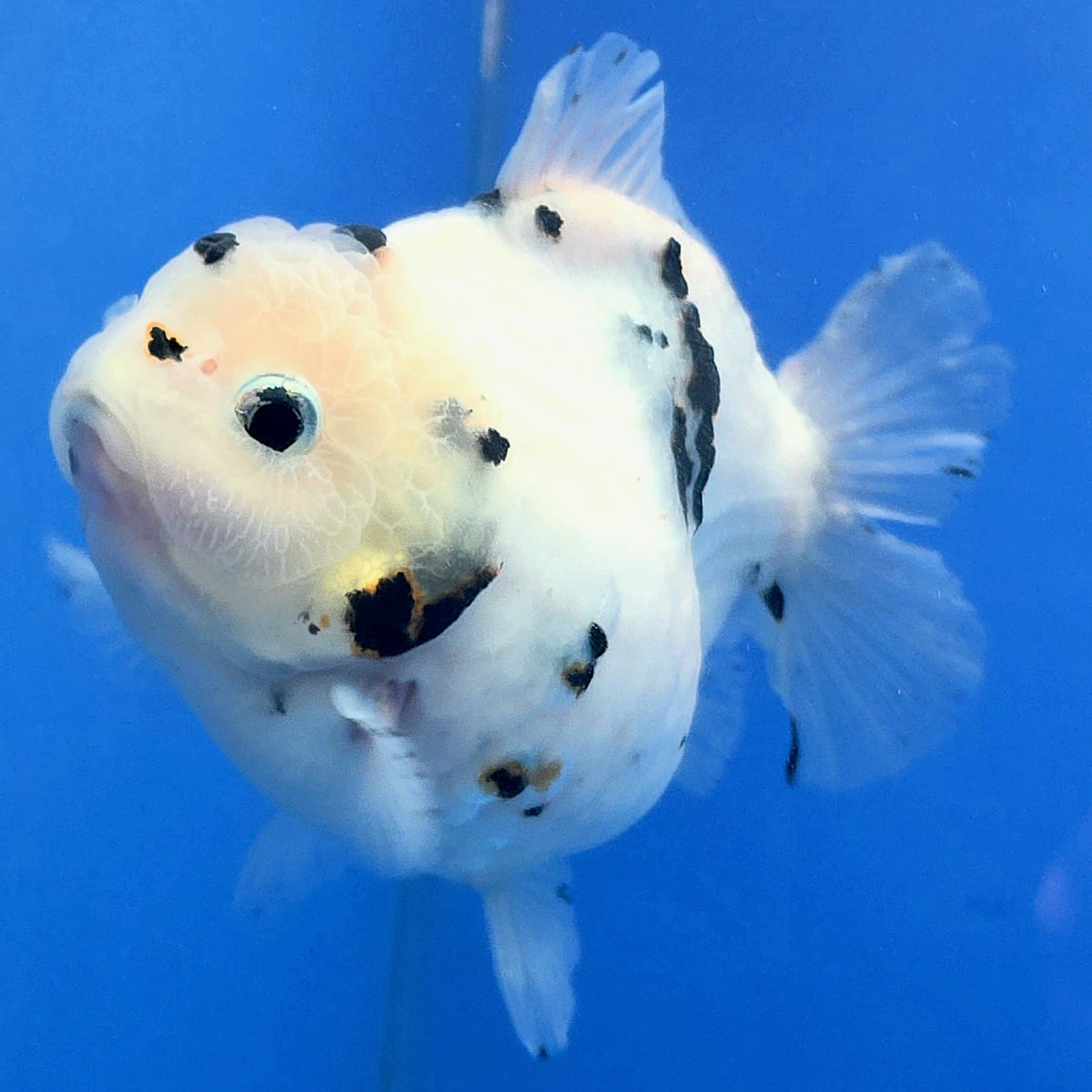 Thai Oranda White Tiger Godzilla 4 inch Body Female (FEB-932)BLUETUBC