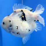 Thai Oranda White Tiger Godzilla 4 inch Body Female (FEB-932)BLUETUBC