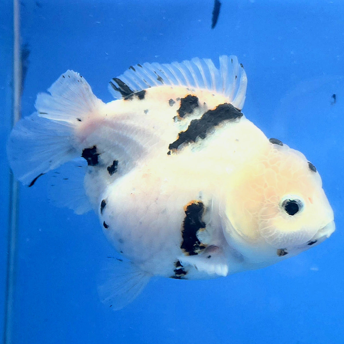 Thai Oranda White Tiger Godzilla 4 inch Body Female (FEB-932)BLUETUBC