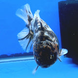 Thai Oranda Dark Tiger Godzilla 4 inch Body Female (FEB-933)BLUETUBC