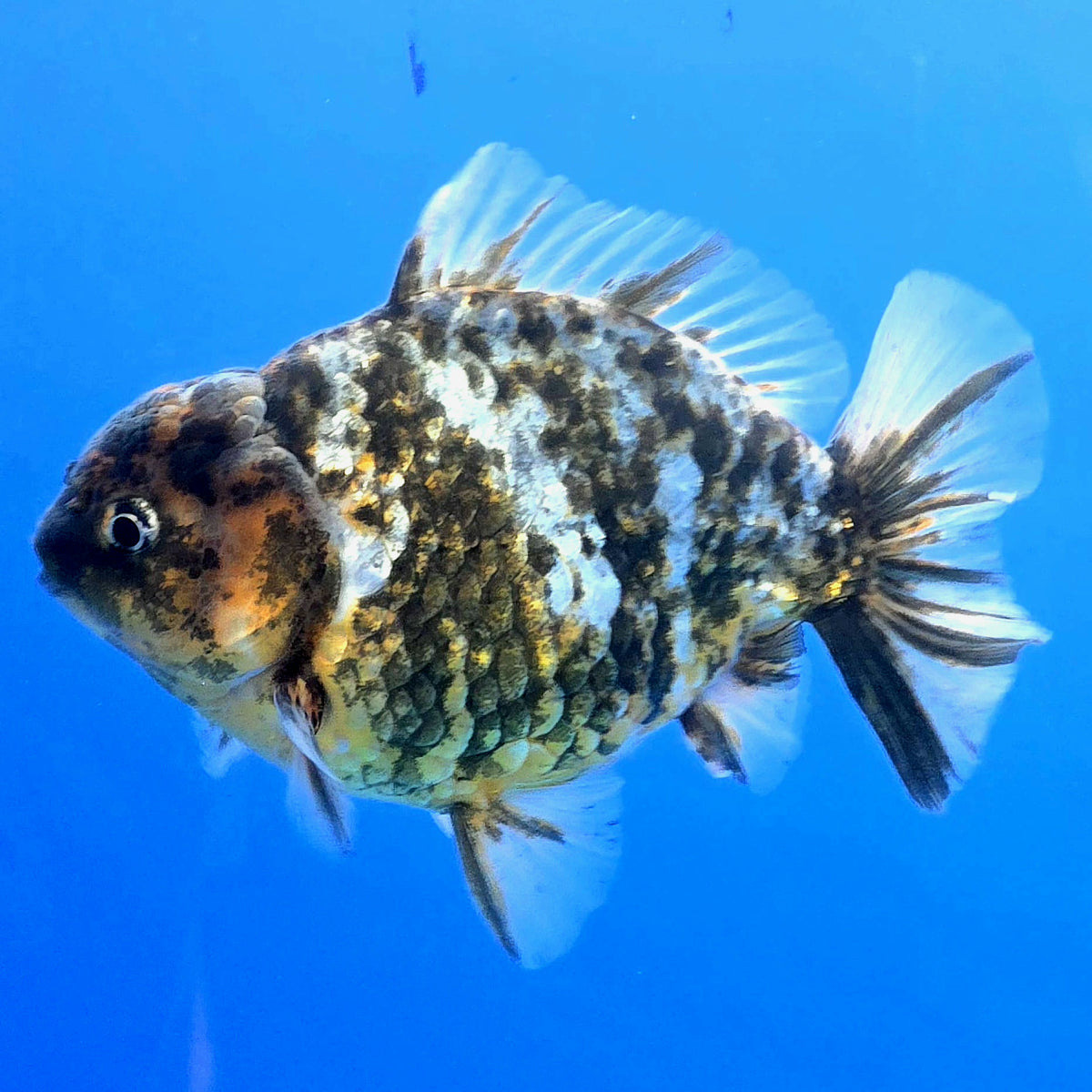 Thai Oranda Dark Tiger Godzilla 4 inch Body Female (FEB-933)BLUETUBC