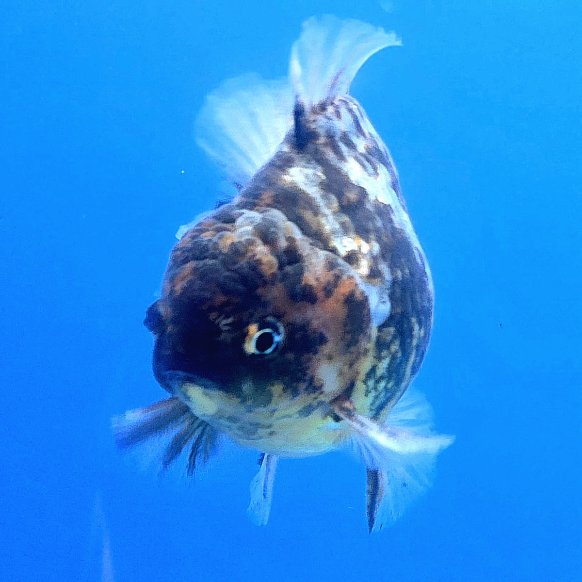 Thai Oranda Dark Tiger Godzilla 4 inch Body Female (FEB-933)BLUETUBC