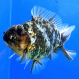 Thai Oranda Dark Tiger Godzilla 4 inch Body Female (FEB-933)BLUETUBC