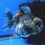 Thai Oranda Gray Kirin Tiger Godzilla 3.5 inch Body Female (FEB-935)BLUETUBC